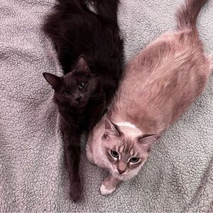 Meet your Posher, Anosha